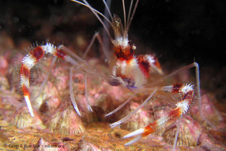 mexico-beach-fl-diving-banded-shrimp