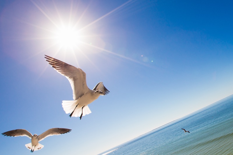 Mexico Beach bird flying over beach