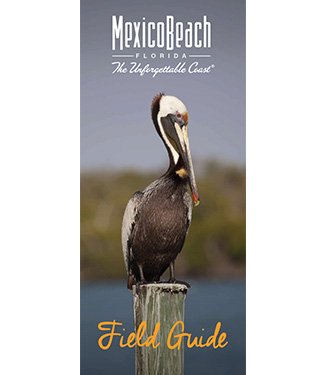 Mexico Beach Field Guide