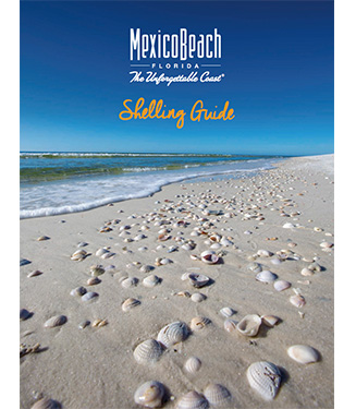 Mexico Beach Florida Shelling Guide