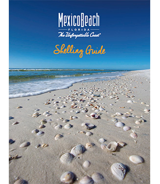 How & Where to Find Florida Gulf Coast Shells - Plumlee Gulf Beach