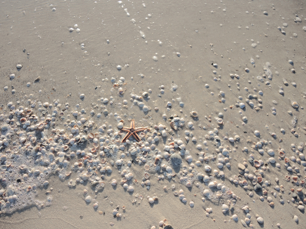 a shoreline filled with small shells