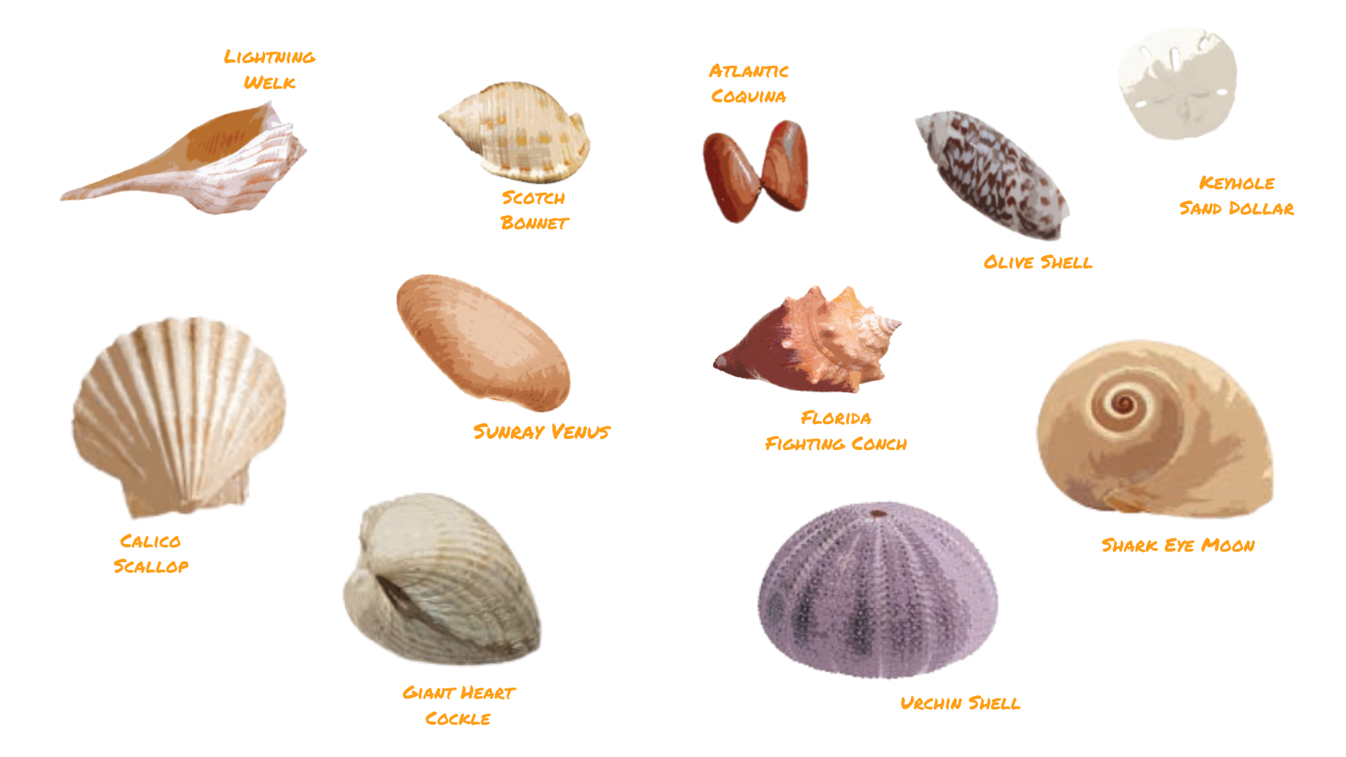 a graphic of common shells found on mexico beach, fl