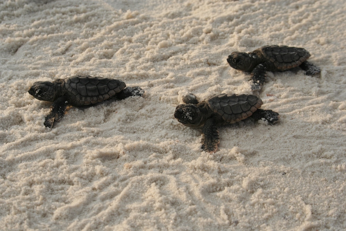 Mexico Beach May 2026 Newsletter